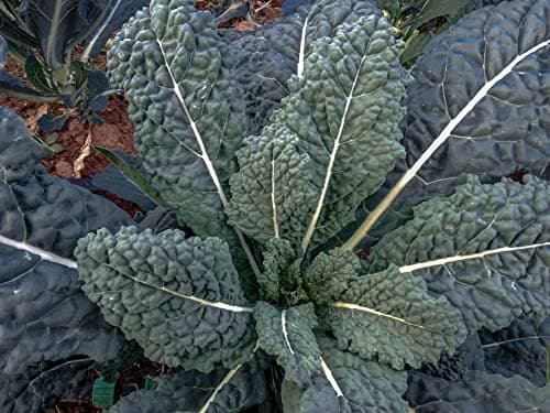 1000 Black Tuscan Lacinato Kale Seeds for Planting AKA Dinosaur Kale Heirloom Non GMO 3.5+ Grams Garden Vegetable Bulk Survival