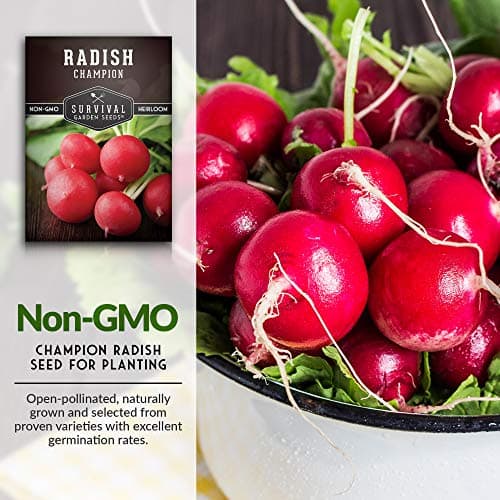 Survival Garden Seeds - Champion Radish Seed for Planting - Packet with Instructions to Plant and Grow Red Radishes in Your Home Vegetable Garden - Non-GMO Heirloom Variety Vegetable Seed