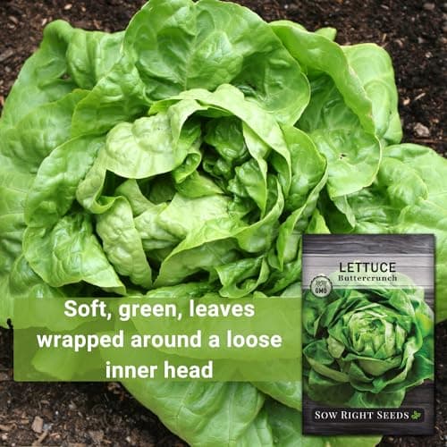 Sow Right Seeds - Buttercrunch Lettuce Seeds for Planting - Non-GMO Heirloom Packet with Instructions to Plant a Home Vegetable Garden - Outdoors or Hydroponics Indoors - Heat Tolerant Variety (1)