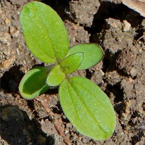 Seed Needs Sunflower Seeds for Planting The Original Crazy Blend | 1 Ounce 15+ Heirloom Varieties Open Pollinated & Untreated | Resealable Bulk Package Multicolored Blooms Flower Seeds