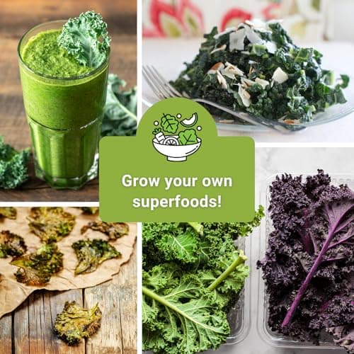 Sow Right Seeds - Kale Seed Collection for Planting - Non-GMO Heirloom Packet with Instructions to Plant and Grow a Home Vegetable Garden, Great Gardening Gift