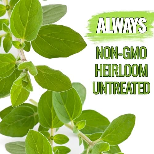 Seed Needs Oregano Seeds for Planting Italian Herbs - Non-GMO, Heirloom & Untreated Culinary Herb - Grow Indoors or Outdoors for a Kitchen Garden (1 Pack)