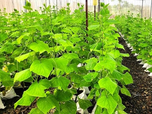English Telegraph Burpless Cucumber (English Cucumber) Seeds - 30+ Count - for 2025 Planting Hothouse Cucumbers Crisp European Near-Seedless Long Heirloom Vegetable Grow Your Own Home