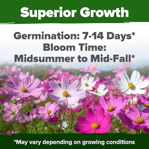 HOME GROWN Cosmos Flower Seeds Bulk Pack for 2025 (1.8 oz) 8,000+ 𝗡𝗢𝗡-𝗚𝗠𝗢 𝗨𝗦𝗔-𝗦𝗢𝗨𝗥𝗖𝗘𝗗 Heirloom Annual Wildflower Seeds – Pollinator-Friendly Mix for Pollinators & Outdoor Gardens