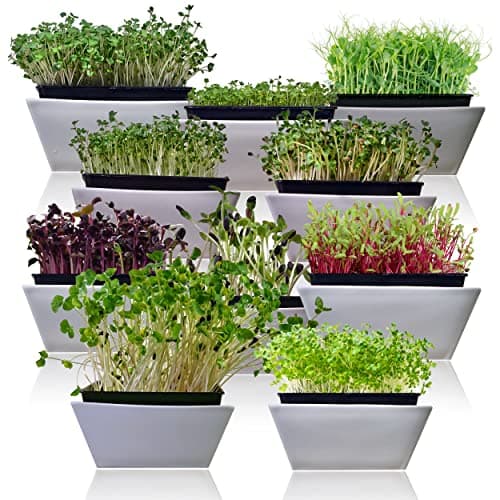 Survival Garden Seeds Microgreens 10 Pack (Seeds Only) - Instructions to Plant and Grow a Mix of Microgreen Plants - Arugula, Broccoli, Radish, Pea, Sunflower, Alfalfa, Cabbage, Buckwheat, Kale, Beet