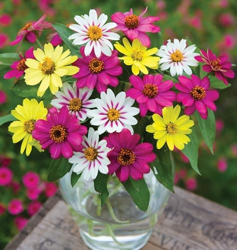 Burpee Raspberry Lemonade Mix Zinnia Seeds 25 seeds