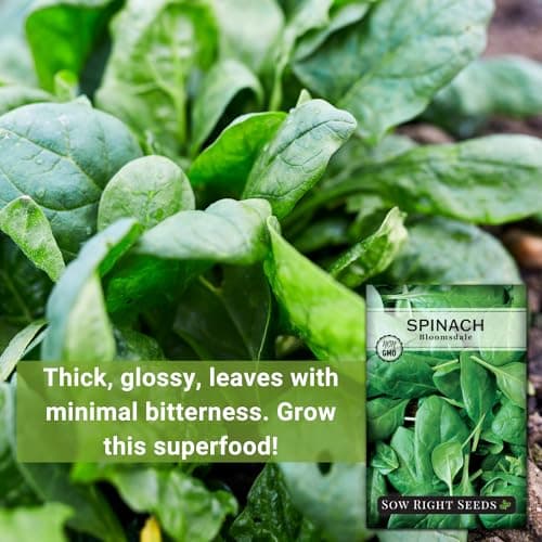 Sow Right Seeds - Bloomsdale Spinach Seeds for Planting - Non-GMO Heirloom Packet with Instructions to Plant and Grow an Outdoor Home Vegetable Garden - Vigorous Leafy Green - Super Nutritious (1)