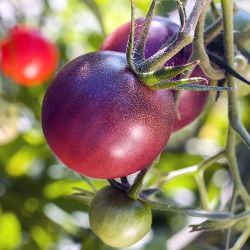 Purely Organic Tomato Seeds (Cherokee Purple) - Approx 75 Seeds - Certified Organic, Non-GMO, Open Pollinated, Heirloom, USA Origin