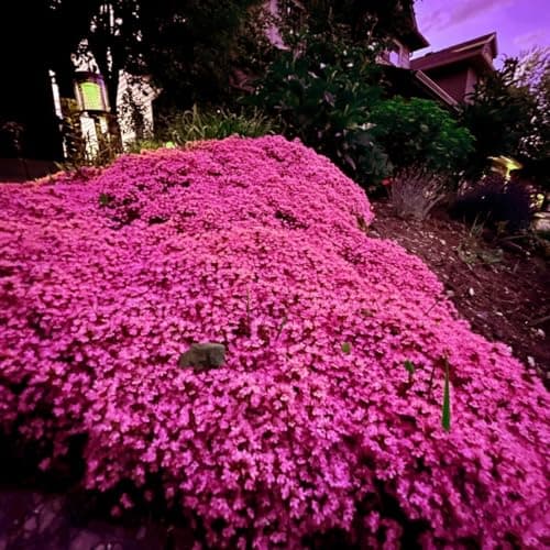 1000+ Magic Pink Creeping Thyme Seeds for Planting Ground Cover Plants Heirloom Flowers Perennial Thyme Non-GMO Thymus Serpyllum Seed