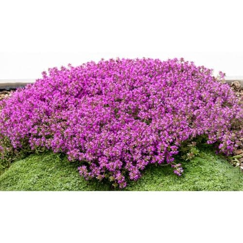 20000+ Mixed Creeping Thyme Seeds, Thymus Ground Cover Plant Seed for Outdoor Lawns Landscaping, Magic Red Purple Blue Carpet Seed for Planting, Perennial Flower for Garden Road - Non GMO Heirloom