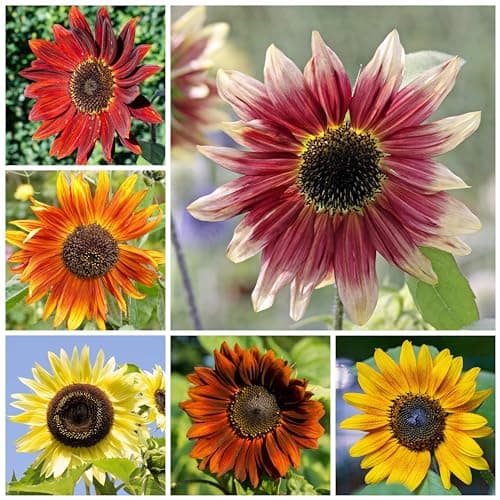 Seed Needs Sunflower Seeds for Planting The Original Crazy Blend | 1 Ounce 15+ Heirloom Varieties Open Pollinated & Untreated | Resealable Bulk Package Multicolored Blooms Flower Seeds