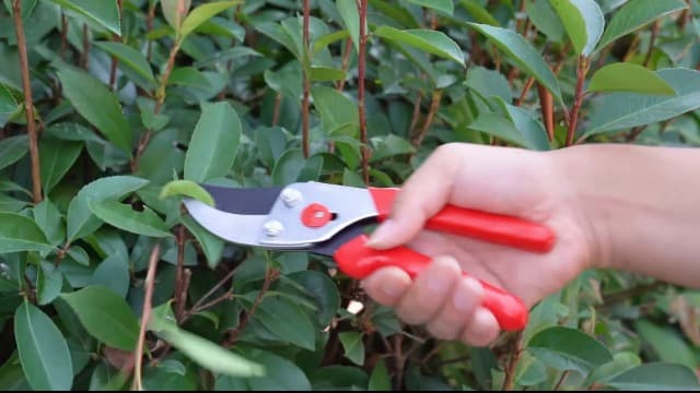 Flora Guard Garden Shears 8.5" Bypass Pruning Shears, Professional Ultra Sharp Sk5 Steel Garden Clippers, Heavy Duty Plant Cutting Scissors Tools Supplies, Hedge Branch Trimmer, Super Durable