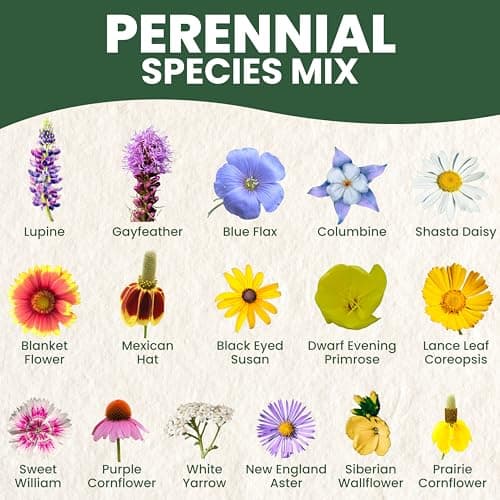Perennial Species Mix - Large 1 Ounce Packet - 15,000 Flower Seeds for Planting - Wildflower Mix