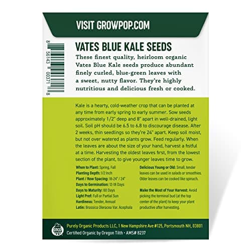 Organic Kale Seeds (Vates Blue Scotch Curled) - Approx 500 Seeds - USDA Organic, Non-GMO, Open Pollinated, Heirloom, USA Origin