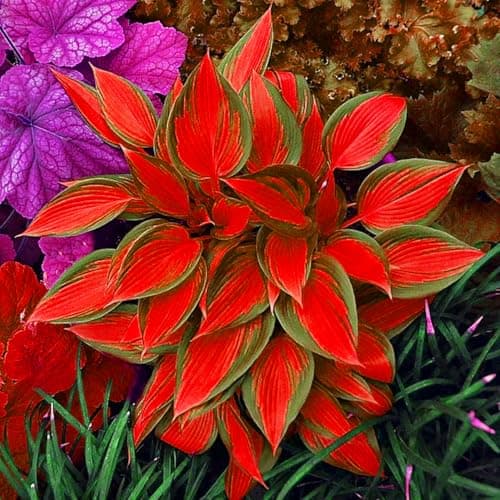 Mix 200+ Hosta Seeds (Shade-Tolerant Perennials) - Easy to Grow, Low Maintenance & High Ornamental Value for Gardens/Pots