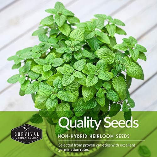 Survival Garden Seeds Herb Collection Seed Vault - Parsley, Cilantro, Basil, Lemon Balm, Dill - Non-GMO Heirloom Survival Garden Seeds for Planting - Grow Herbs Indoors Year Round