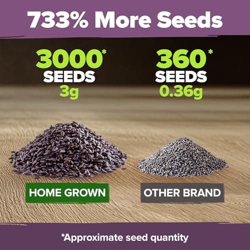 HOME GROWN 𝗣𝗥𝗘𝗠𝗜𝗨𝗠 English Lavender Seeds 2 Pack,3000 𝗡𝗢𝗡-𝗚𝗠𝗢,𝗨𝗦𝗔-𝗦𝗢𝗨𝗥𝗖𝗘𝗗 Wildflower Seed for Planting Indoor/Outdoor,High Germination,Plant Flower Seeds(Lavandula antustifolia)
