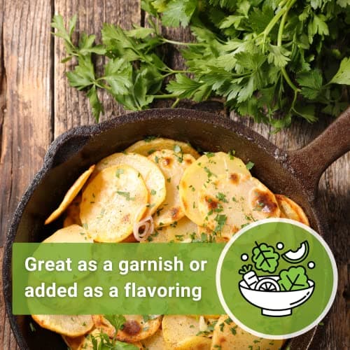 Sow Right Seeds - Flat Leaf Parsley Seed for Planting - Non-GMO Heirloom Packet with Instructions to Plant and Grow a Kitchen Herb Garden - Indoor or Outdoor - Great for Hydroponics Growing (1)