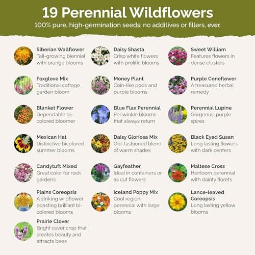 Eden Brothers All Perennial Wildflower Mixed Seeds for Planting, 1/4 lb, 120,000+ Seeds with Lupine, Shasta Daisy | Attracts Pollinators, Plant in Spring or Fall, Zones 3, 4, 5, 6, 7, 8, 9, 10