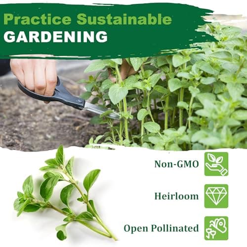 Oregano Seeds for Planting, 3000+ Non-GMO Heirloom Seeds, 500mg, Open Pollinated Perennial Herb, Origanum vulgare, for Indoor & Outdoor Gardens, Qty 1