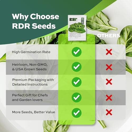 Heirloom Viroflay Spinach Seeds for Planting - 500 Seeds - Heirloom, Non-GMO, USA Grown, Premium Waterproof Protective Packaging by RDR Seeds