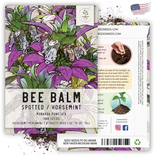 Seed Needs Spotted Bee Balm Seeds - 300 Heirloom Seeds for Planting Monarda punctata - Medicinal Horsemint Herb, Open Pollinated, Attracts Pollinators (1 Pack)