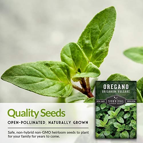 1 Pack Oregano Seed for Planting - Packet with Instructions to Grow in Origanum Vulgare Herbs Your Home Vegetable Garden - Non-GMO Heirloom Variety - Survival Garden Seeds