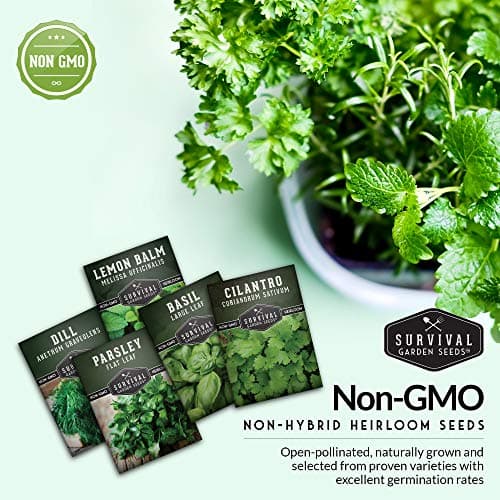 Survival Garden Seeds Herb Collection Seed Vault - Parsley, Cilantro, Basil, Lemon Balm, Dill - Non-GMO Heirloom Survival Garden Seeds for Planting - Grow Herbs Indoors Year Round