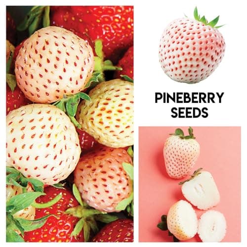 Fruit Garden Seeds Kit for Growing - Elderberry, Blueberry, Red Strawberry, White Strawberry, Raspberry, Mulberry. 100 Seeds of Each Fruit - Packaged Individually