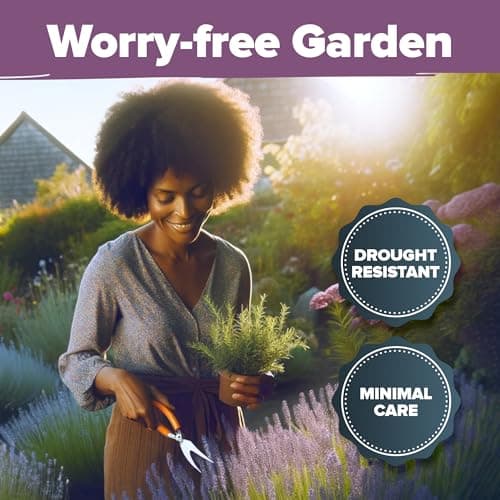 HOME GROWN 𝗣𝗥𝗘𝗠𝗜𝗨𝗠 English Lavender Seeds 2 Pack,3000 𝗡𝗢𝗡-𝗚𝗠𝗢,𝗨𝗦𝗔-𝗦𝗢𝗨𝗥𝗖𝗘𝗗 Wildflower Seed for Planting Indoor/Outdoor,High Germination,Plant Flower Seeds(Lavandula antustifolia)