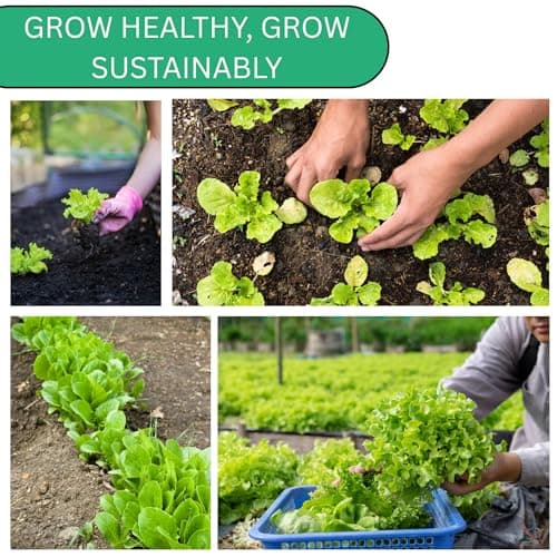 Summer Bibb Heirloom Lettuce Seeds for Planting - Over 2,700 Non-GMO Seed Pack for Growing Indoors, Outdoors, or as Hydroponic Seeds - Beginner-Friendly Green Leaf Lettuce Seed