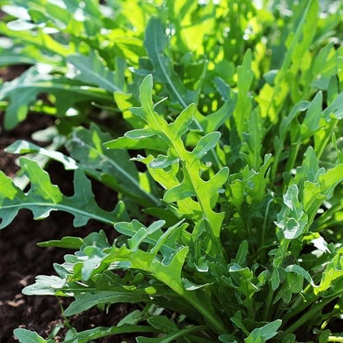Purely Organic Arugula Seeds (Slow Bolt) - Approx 400 Seeds - USDA Organic, Non-GMO, Open Pollinated, Heirloom, USA Origin
