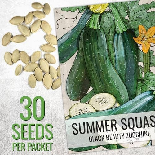 Seed Needs Zucchini Seeds for Planting Black Beauty Summer Squash - Non-GMO, Heirloom & Untreated - Prolific Yields of Delicious Zucchinis in a Home Grown Outdoor Vegetable Garden (1 Pack)
