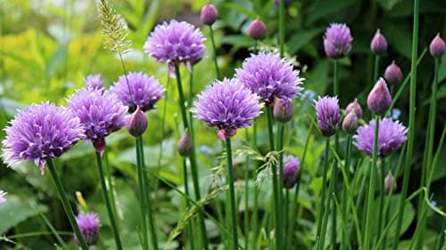 Gaea's Blessing Seeds - Chives Seeds (1000 Seeds) Non-GMO Seeds with Easy to Follow Planting Instructions - Open-Pollinated Heirloom 88% Germination Rate 1.5g (Single Packet)