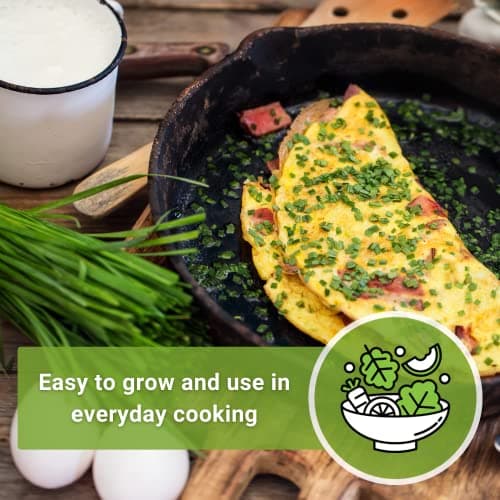 Sow Right Seeds - Common Chives Seed for Planting - Non-GMO Heirloom Packet with Instructions to Plant and Grow Kitchen Herb Garden Indoor or Outdoor - Mild Onion Flavor (1)