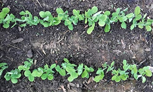 Seed-in Soil Digger and Soil Spacer for Planting Seeds