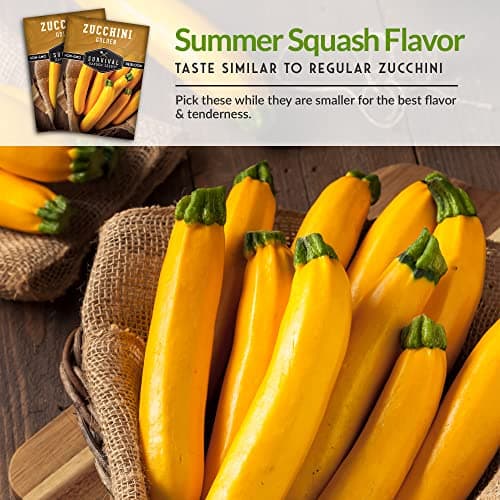 Survival Garden Seeds - Golden Zucchini Seeds for Planting - Packet with Instructions to Plant & Grow Yellow Zucchini Vegetables in Your Home Vegetable Garden - Non-GMO Heirloom Variety Plant Seed