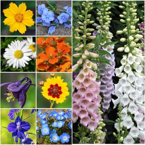 Seed Needs Partial Shade Wildflower Seed Mix for Planting | 1 Ounce 14+ Varieties Open Pollinated Annual & Perennial Species | Flower Seeds Shade Tolerant | Bulk