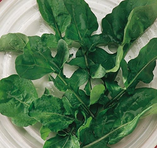 Burpee Rocket Arugula Seeds 2000 seeds