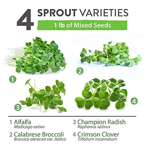 HOME GROWN Microgreens & Sprouts Salad Seeds Mix – 16oz Resealable Mylar Pack – Broccoli, Alfalfa, Radish, Clover – Heirloom 𝗡𝗢𝗡-𝗚𝗠𝗢 Seeds for Healthy Indoor Growing & Juicing