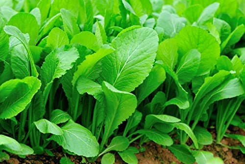 1500 Florida Broadleaf Mustard Seeds for Planting | Fast Growing | Heat and Cold Tolerant | Non-GMO | Heirloom Garden Seed - Cải bẹ xanh - Small GAI Choi