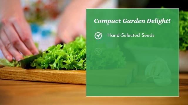 Summer Bibb Heirloom Lettuce Seeds for Planting - Over 2,700 Non-GMO Seed Pack for Growing Indoors, Outdoors, or as Hydroponic Seeds - Beginner-Friendly Green Leaf Lettuce Seed