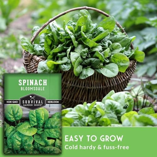 Survival Garden Seeds - Bloomsdale Spinach Seed for Planting - Packet with Instructions to Plant and Grow Delicious Spinach Greens in Your Home Vegetable Garden - Non-GMO Heirloom Variety - Plant Seed