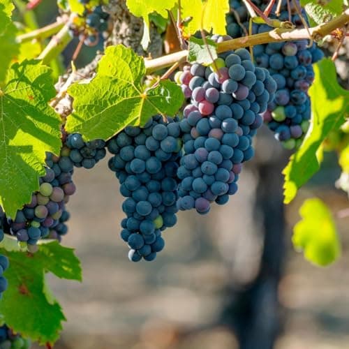 50+ Grape Seeds Vine Fruit Seed Fruit Plant Home Garden Non-GMO Seeds Home Garden