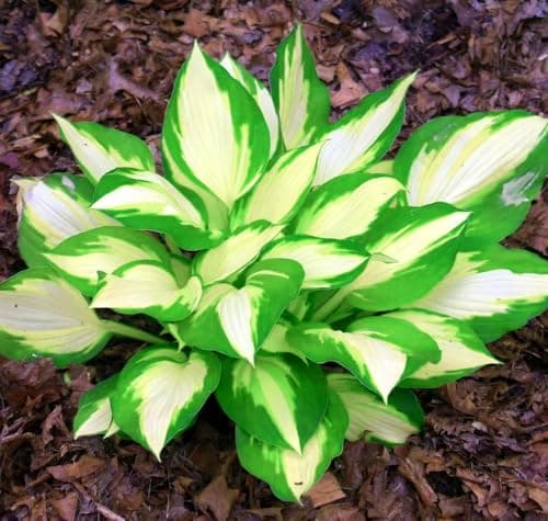 Mix 200+ Hosta Seeds (Shade-Tolerant Perennials) - Easy to Grow, Low Maintenance & High Ornamental Value for Gardens/Pots