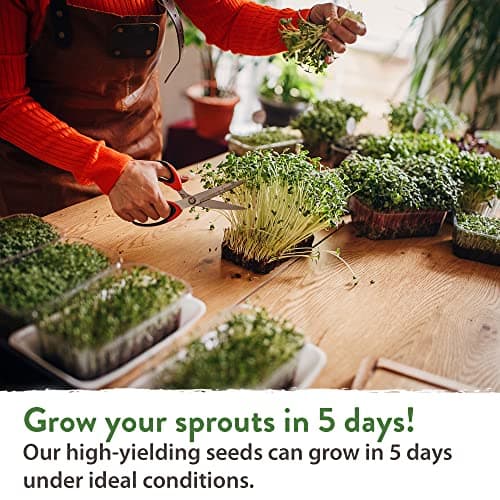 HOME GROWN Microgreens & Sprouts Salad Seeds Mix – 16oz Resealable Mylar Pack – Broccoli, Alfalfa, Radish, Clover – Heirloom 𝗡𝗢𝗡-𝗚𝗠𝗢 Seeds for Healthy Indoor Growing & Juicing