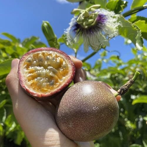 Passion Fruit Seeds for Planting - 20 Seeds Passion Seeds Passiflora Giant Granadilla Grow Your Own Plant Gardening Gift