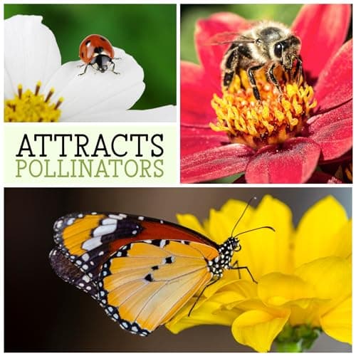 Seed Needs Spotted Bee Balm Seeds - 300 Heirloom Seeds for Planting Monarda punctata - Medicinal Horsemint Herb, Open Pollinated, Attracts Pollinators (1 Pack)