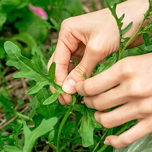 Purely Organic Arugula Seeds (Slow Bolt) - Approx 400 Seeds - USDA Organic, Non-GMO, Open Pollinated, Heirloom, USA Origin