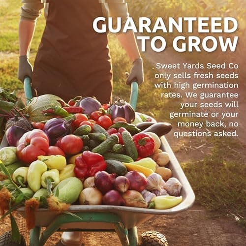 Organic Arugula Seeds - 2 SEED PACKETS! - Over 1,000 Open Pollinated Non-GMO USDA Organic Seeds